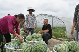绵阳网红吃瓜事件真相,揭秘背后真相与网络舆论的反思
