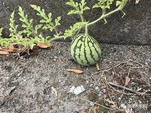 网红吃瓜群黑历史,那些被遗忘的黑历史瞬间