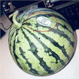 澳门网红吃瓜,揭秘娱乐圈幕后故事