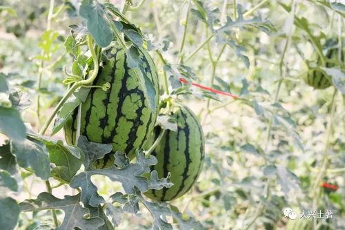 爆大瓜的网红吃的什么,揭秘她所品尝的神秘美食