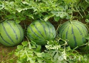 吃瓜官网免费吃瓜,吃瓜官网带你开启瓜界盛宴