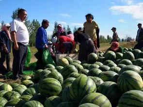 南乐乡村网红吃瓜,揭秘田间地头的趣味生活